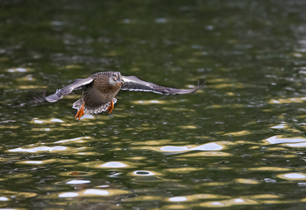 DSC_4176.jpg