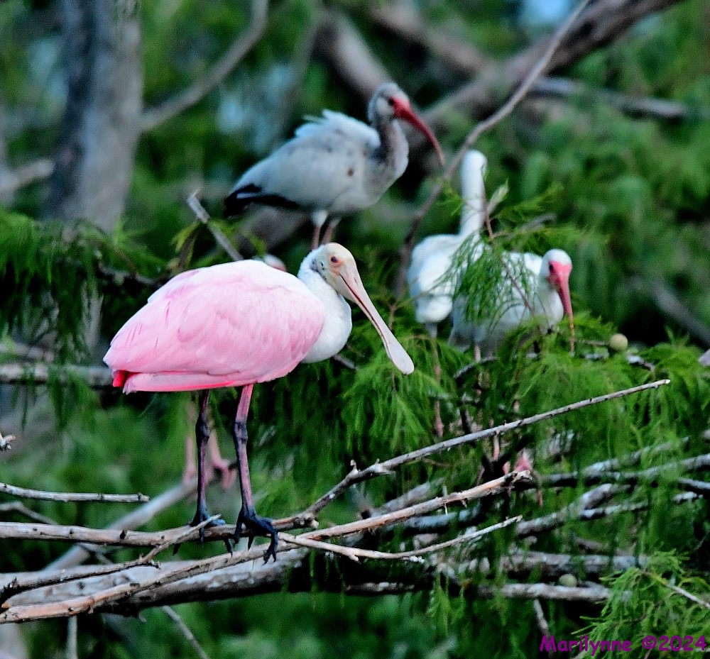DSC_4177_001.JPG