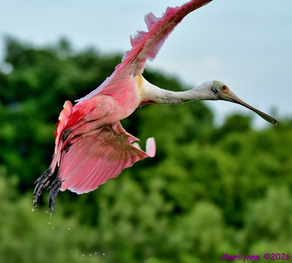 DSC_4178_001.JPG
