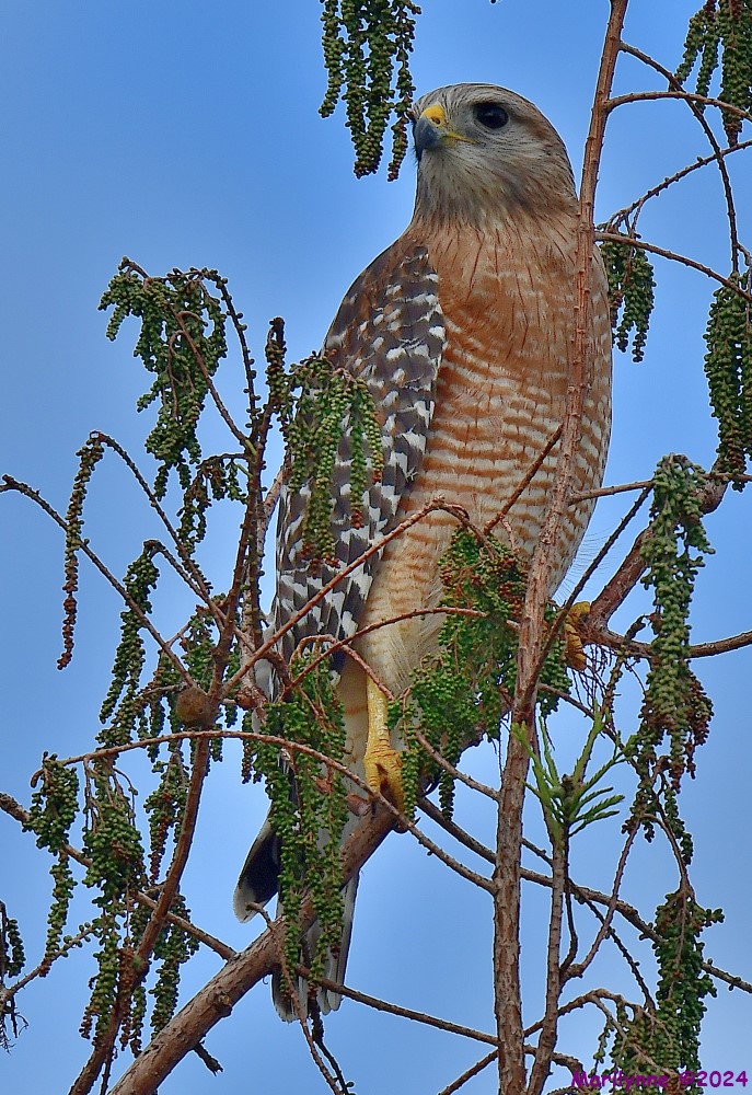 DSC_4180_001.JPG
