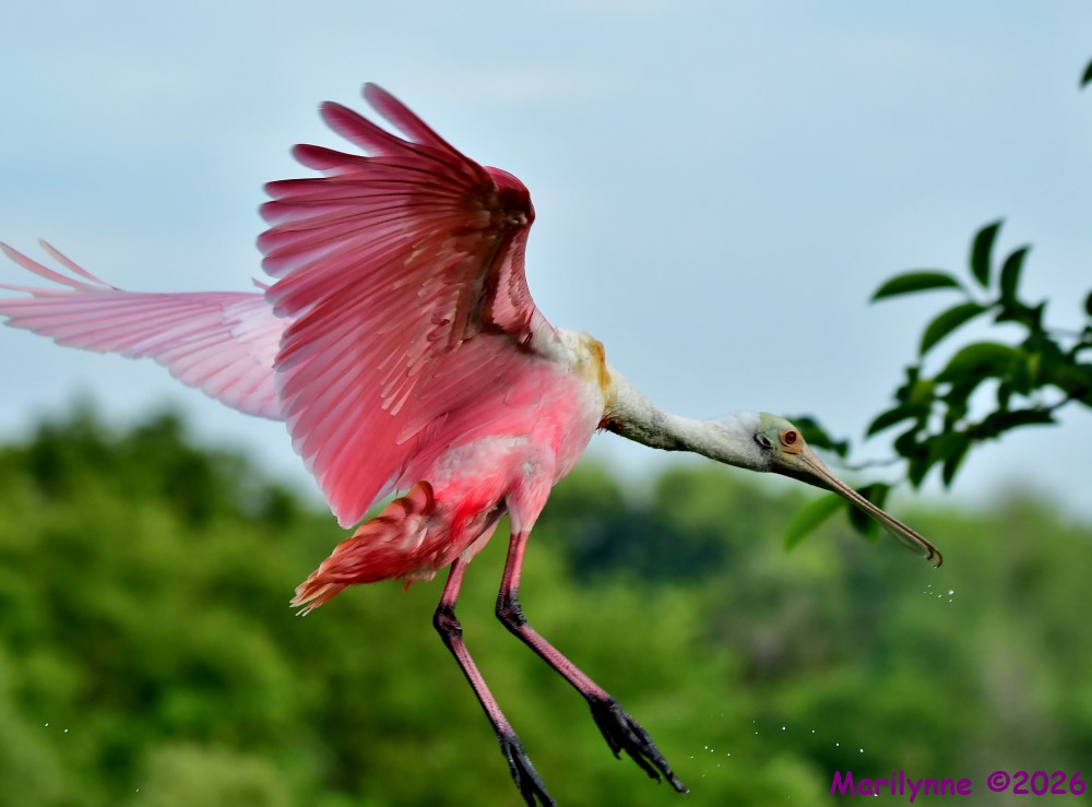 DSC_4180_001.JPG
