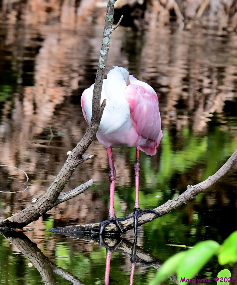 DSC_4180_001.JPG