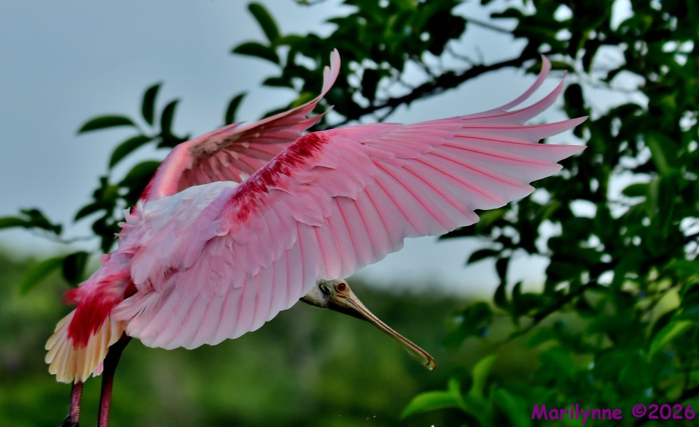 DSC_4181_001.JPG