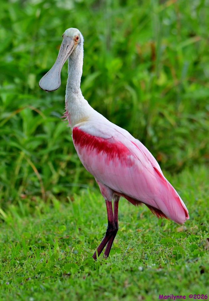 DSC_4182_001.JPG