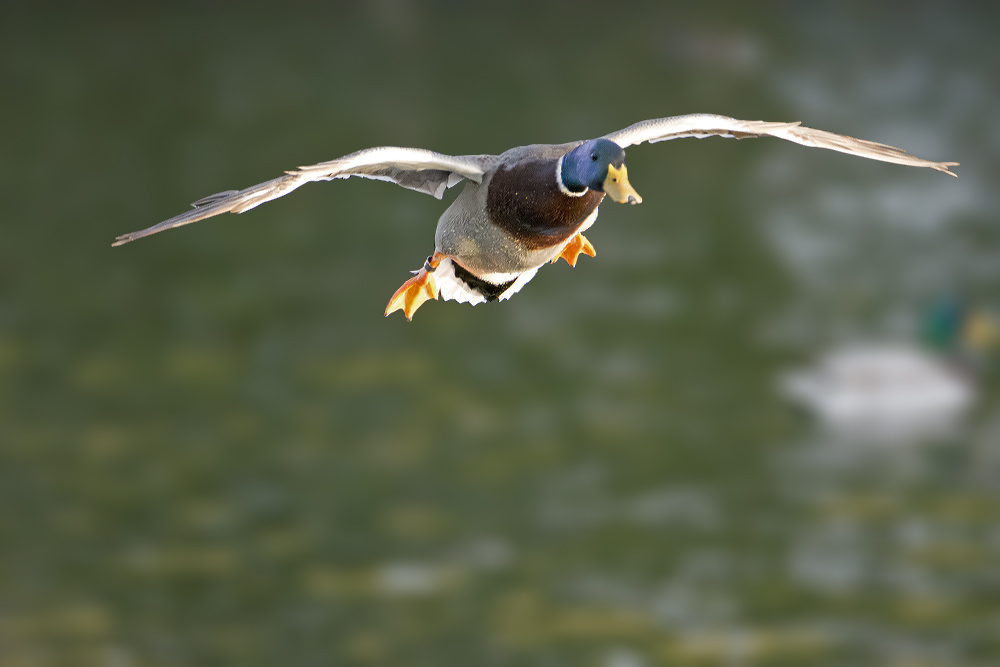 DSC_4183.jpg