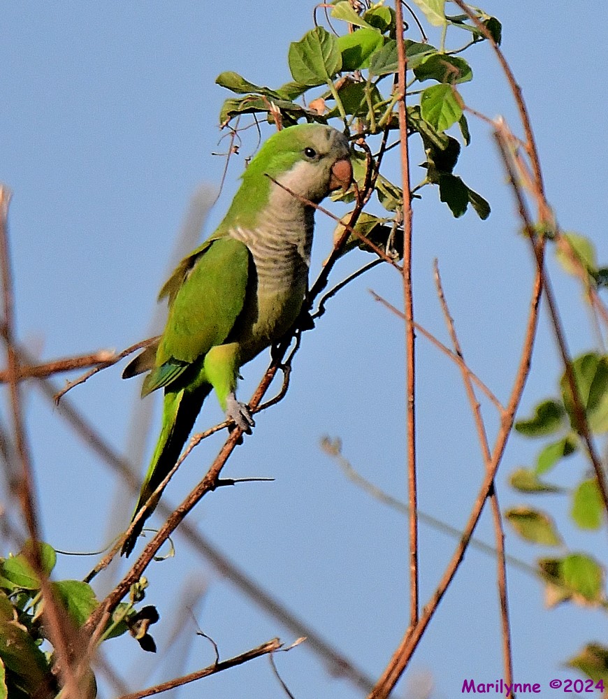 DSC_4190_001.JPG