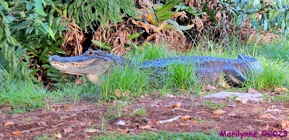 DSC_4192_001.JPG