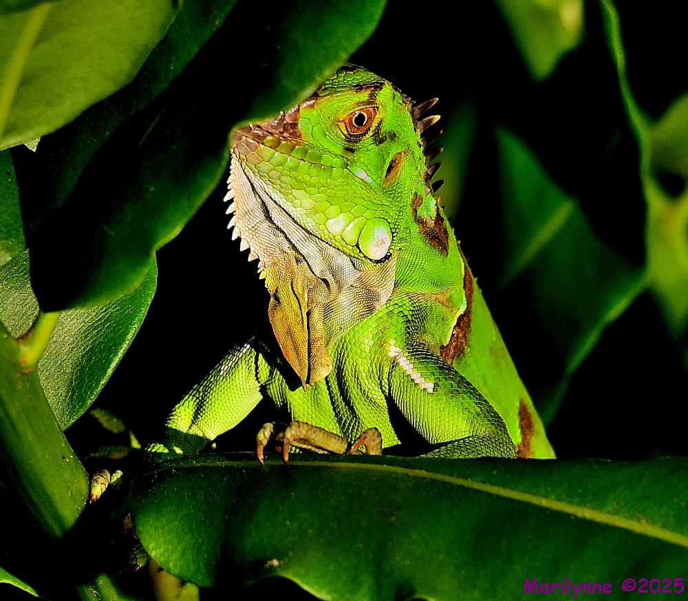 DSC_4197_001.JPG