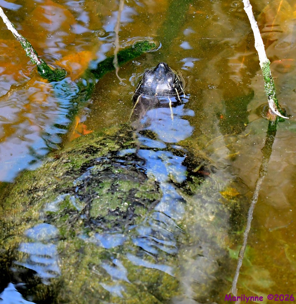 DSC_4199_001.JPG
