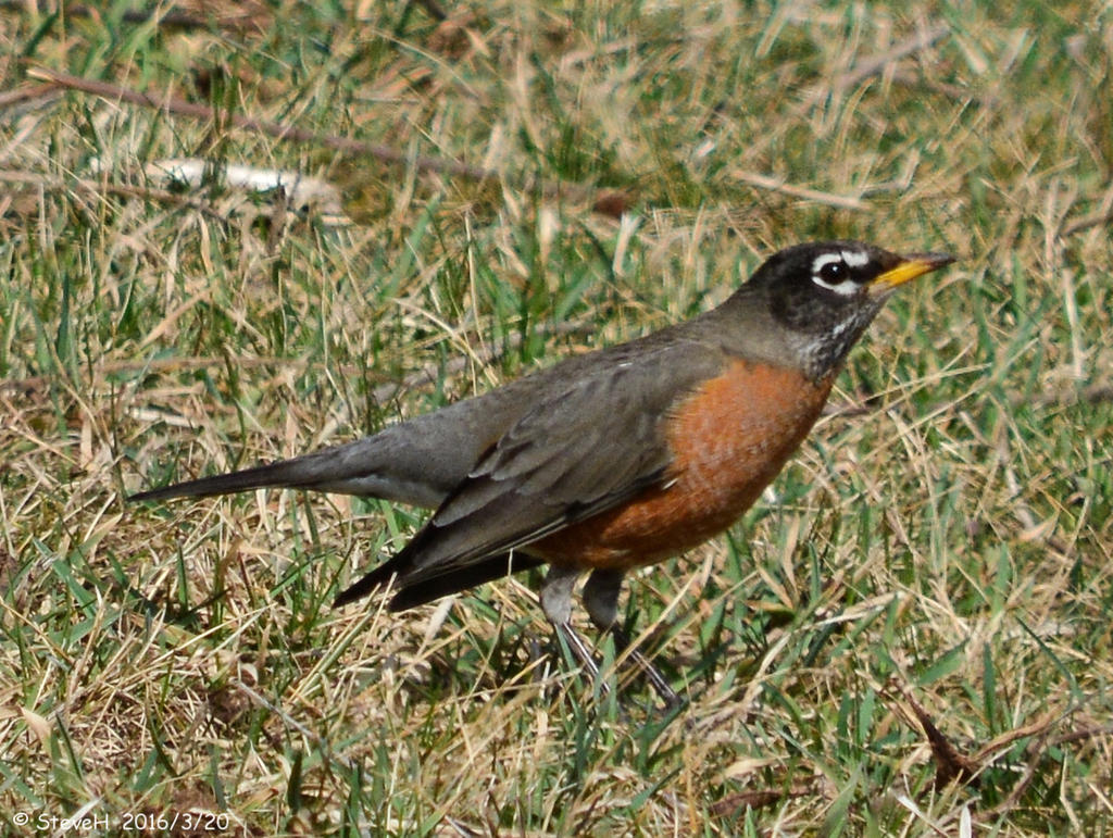 DSC_4201.jpg