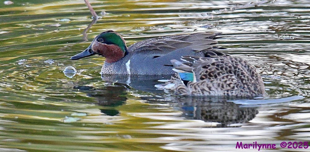 DSC_4205_001.JPG