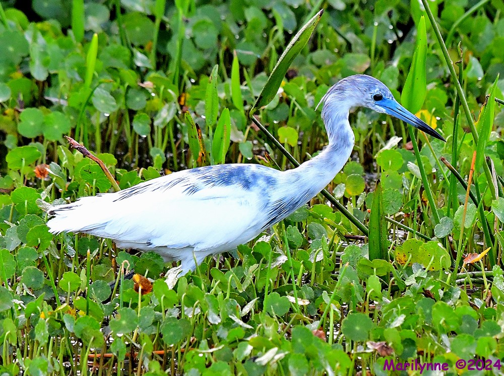 DSC_4206_001.JPG