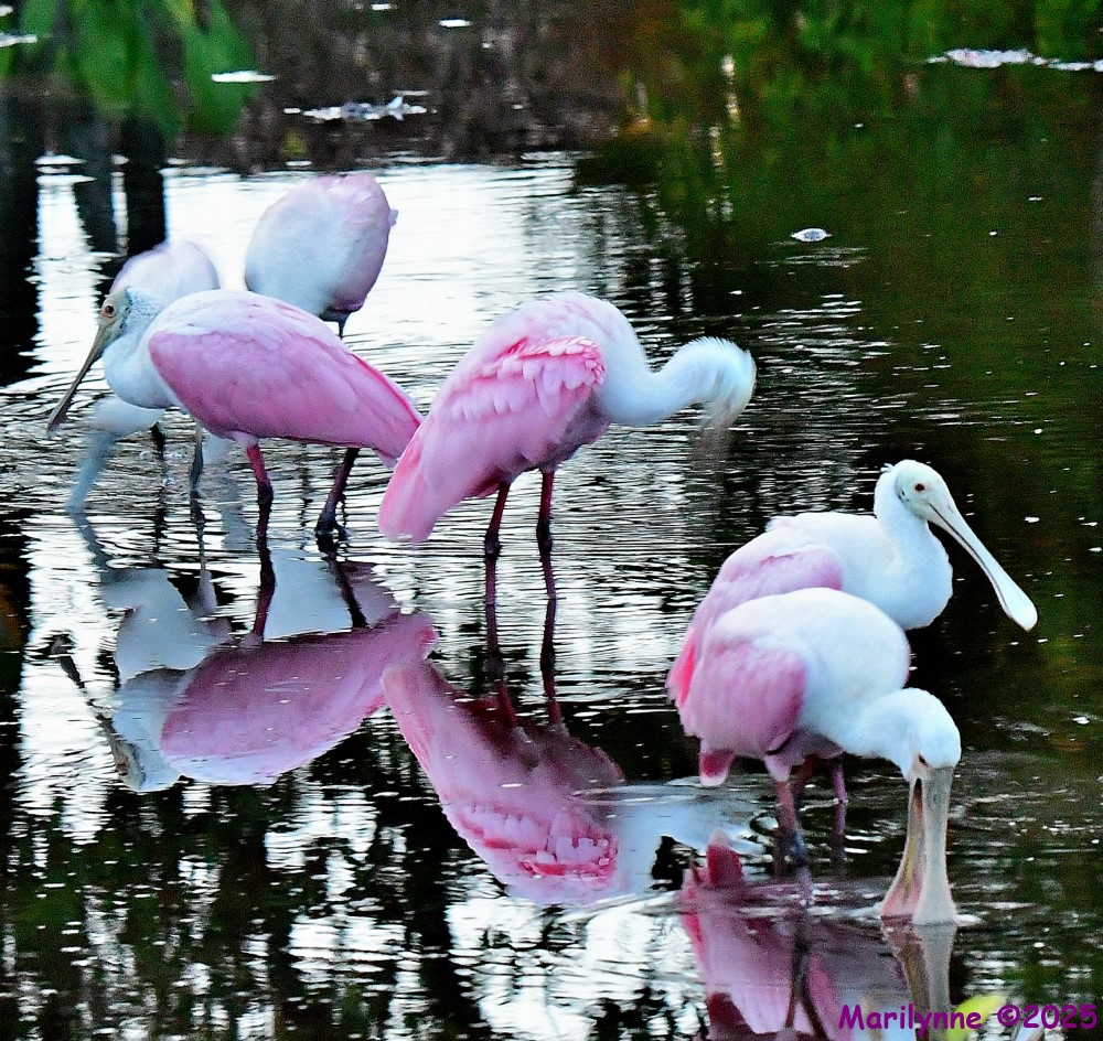 DSC_4206_001.JPG