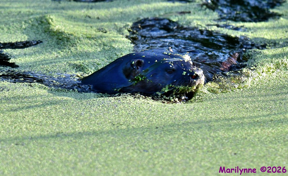 DSC_4207_001.JPG