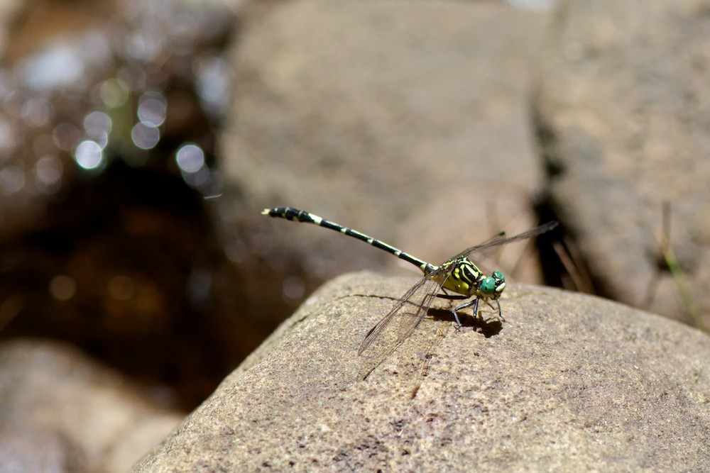 DSC_4209.jpg