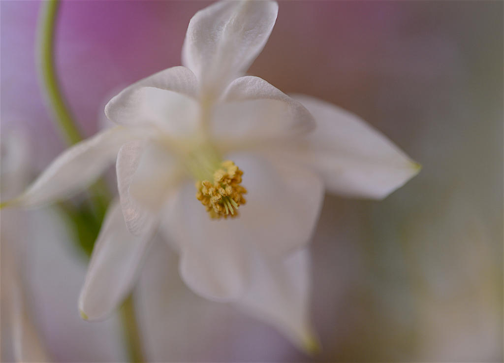 DSC_4212.jpg
