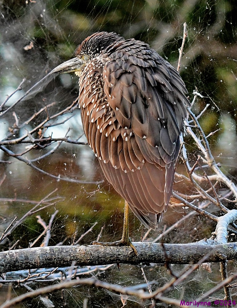 DSC_4212_001.JPG