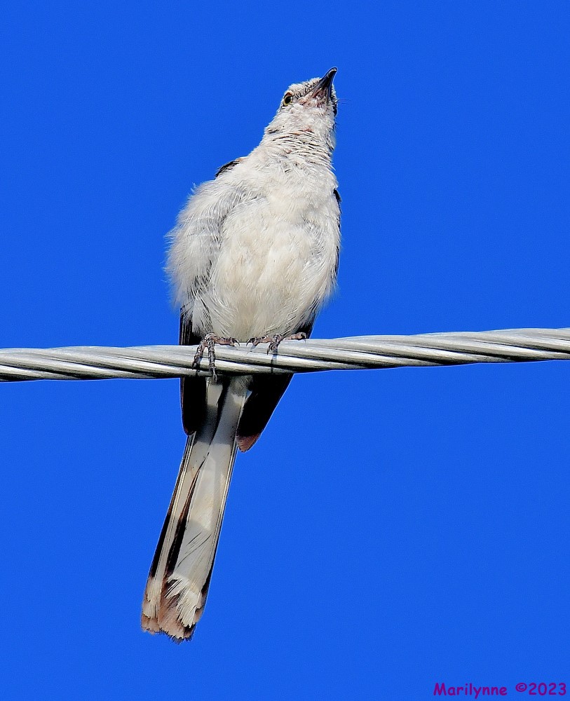 DSC_4215_001.JPG
