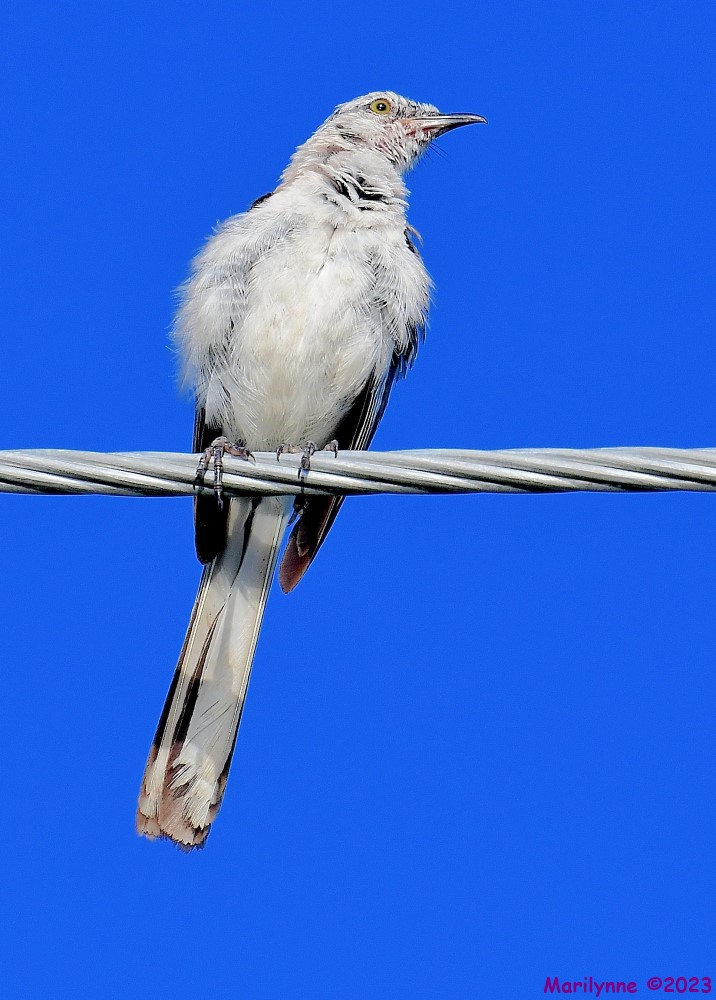 DSC_4216_001.JPG