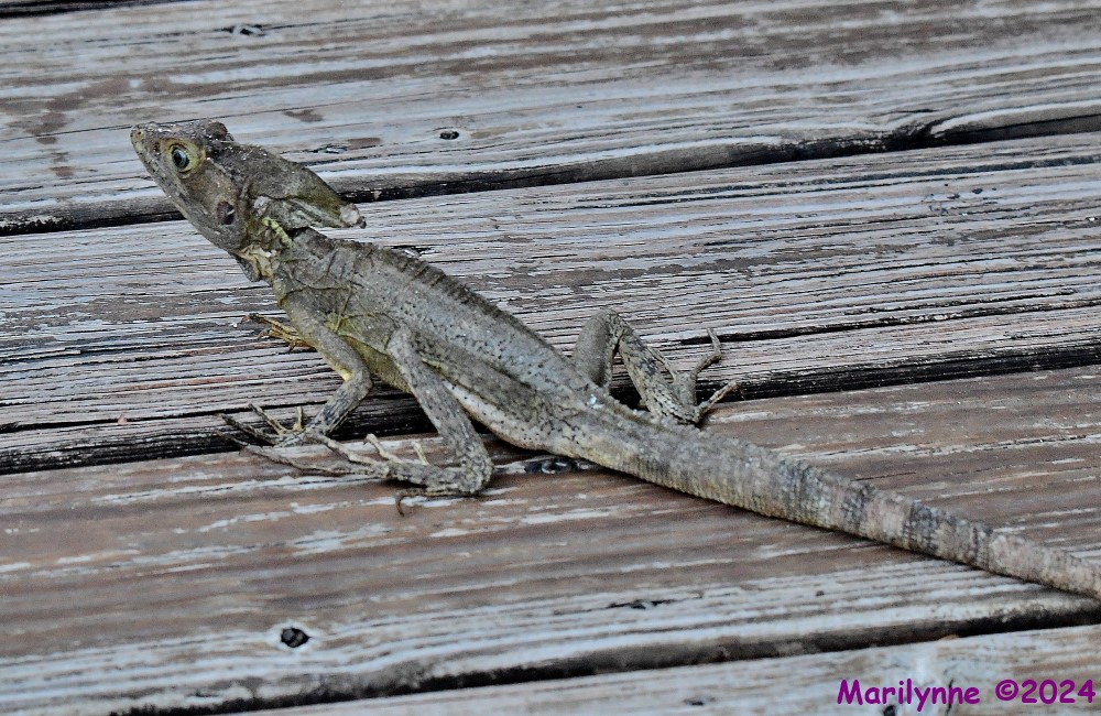 DSC_4216_001.JPG