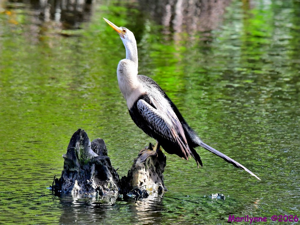DSC_4216_001.JPG
