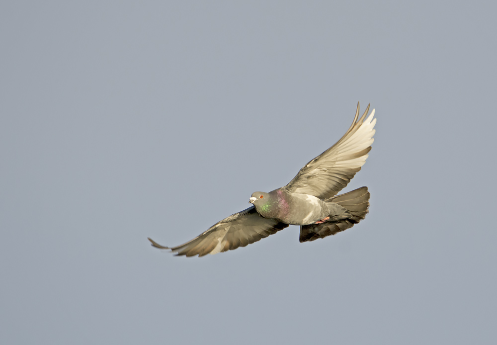 DSC_4218.jpg