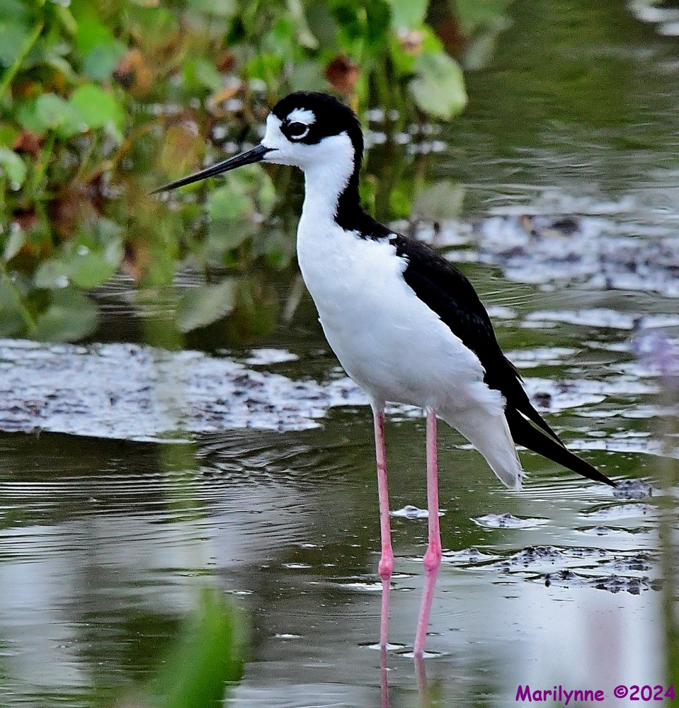 DSC_4218_001.JPG