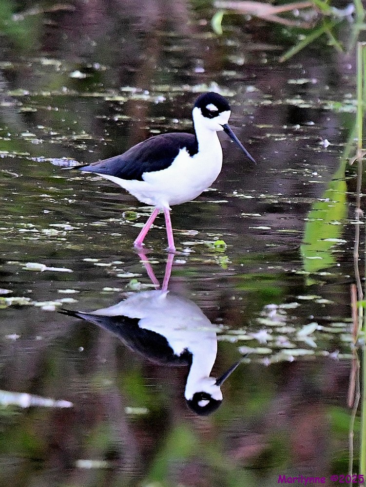 DSC_4218_001.JPG