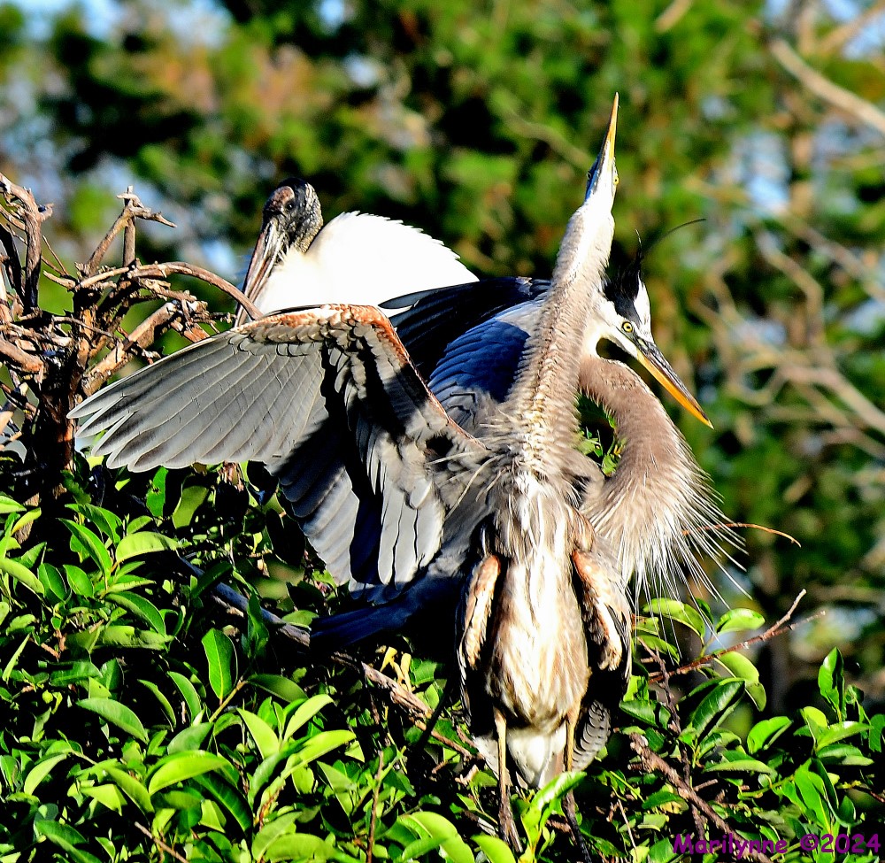 DSC_4221_001.JPG