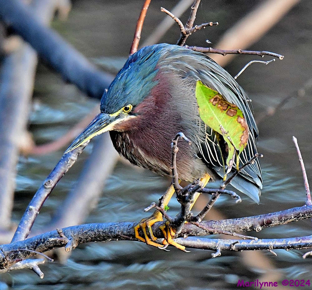 DSC_4222_001.JPG