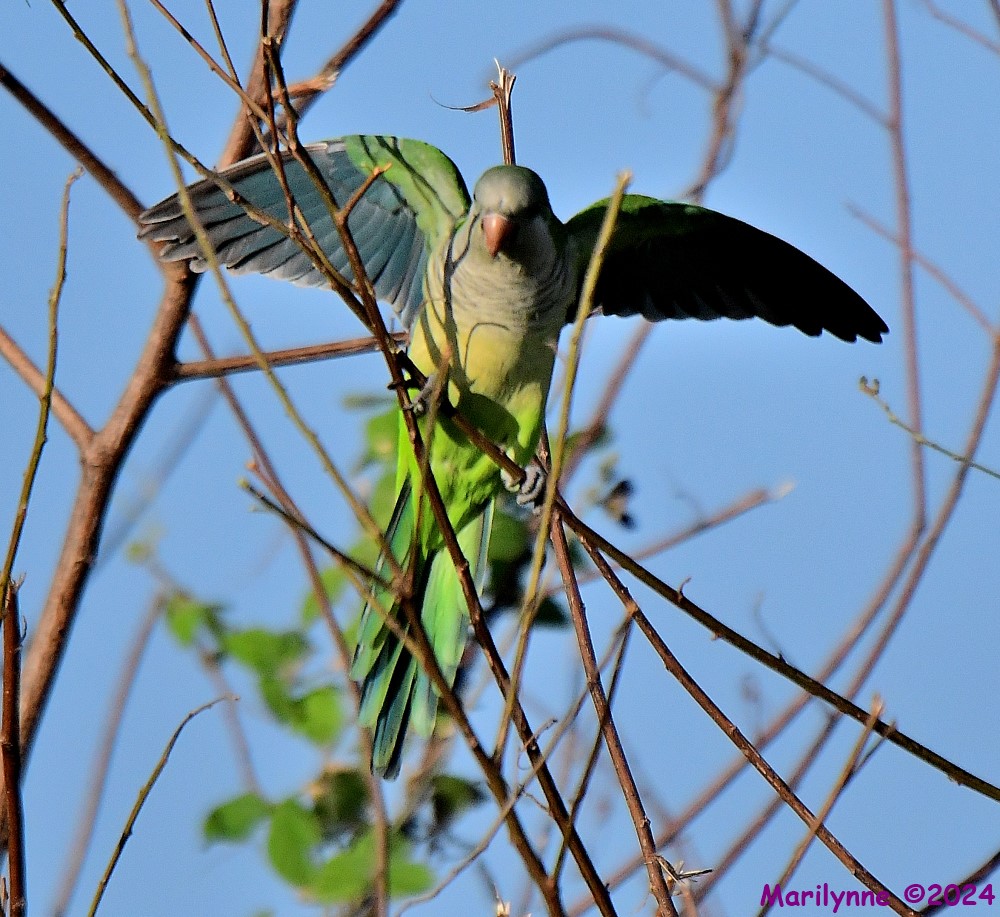 DSC_4222_001.JPG