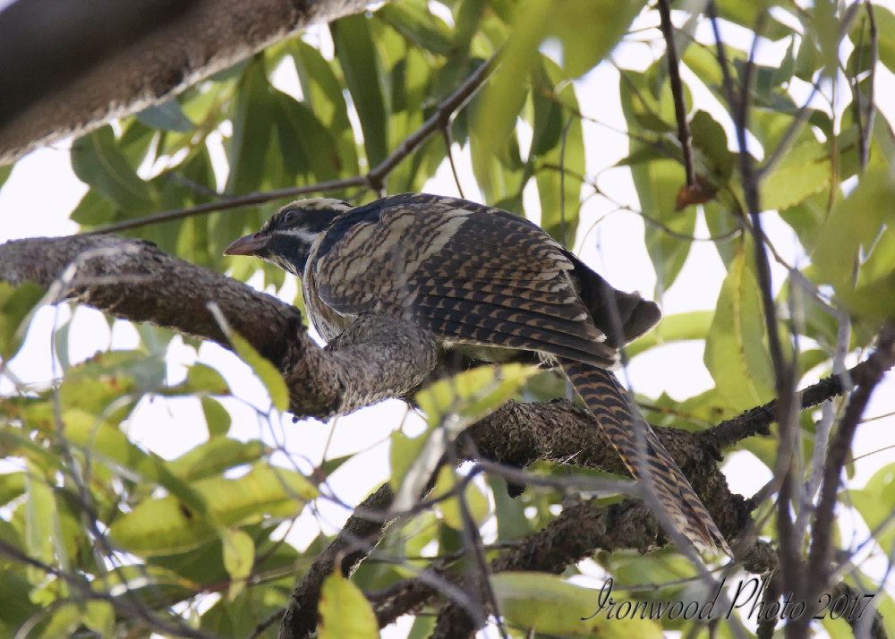 DSC_4223.jpg