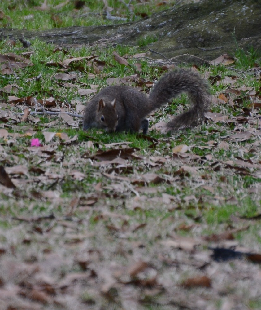 DSC_4225.JPG