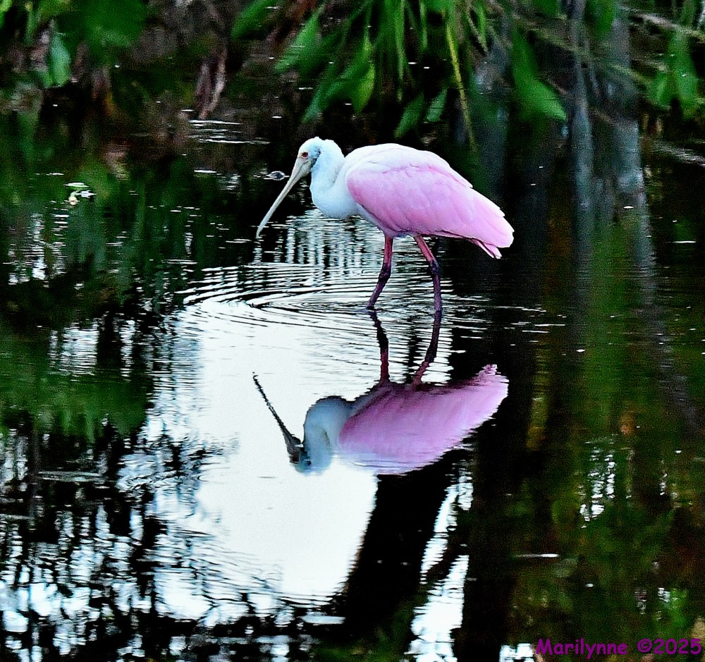 DSC_4225_001.JPG