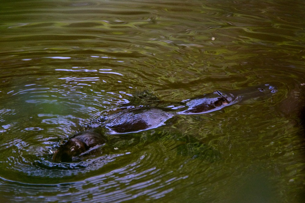 DSC_4226.jpg