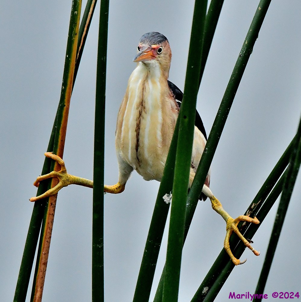DSC_4226_001.JPG