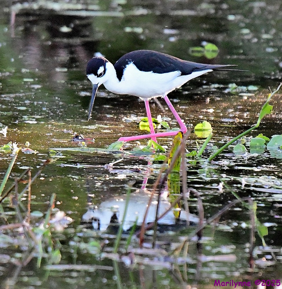 DSC_4229_001.JPG