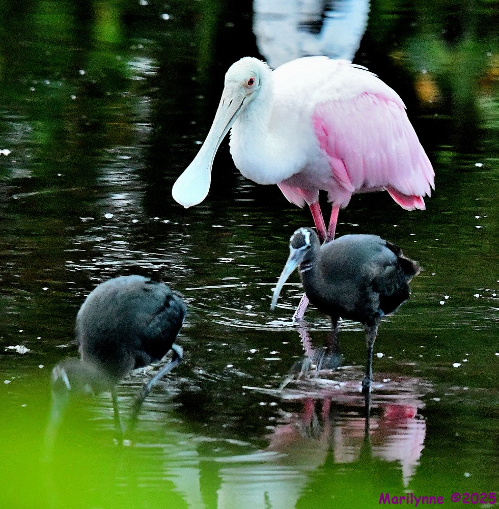 DSC_4229_001.JPG