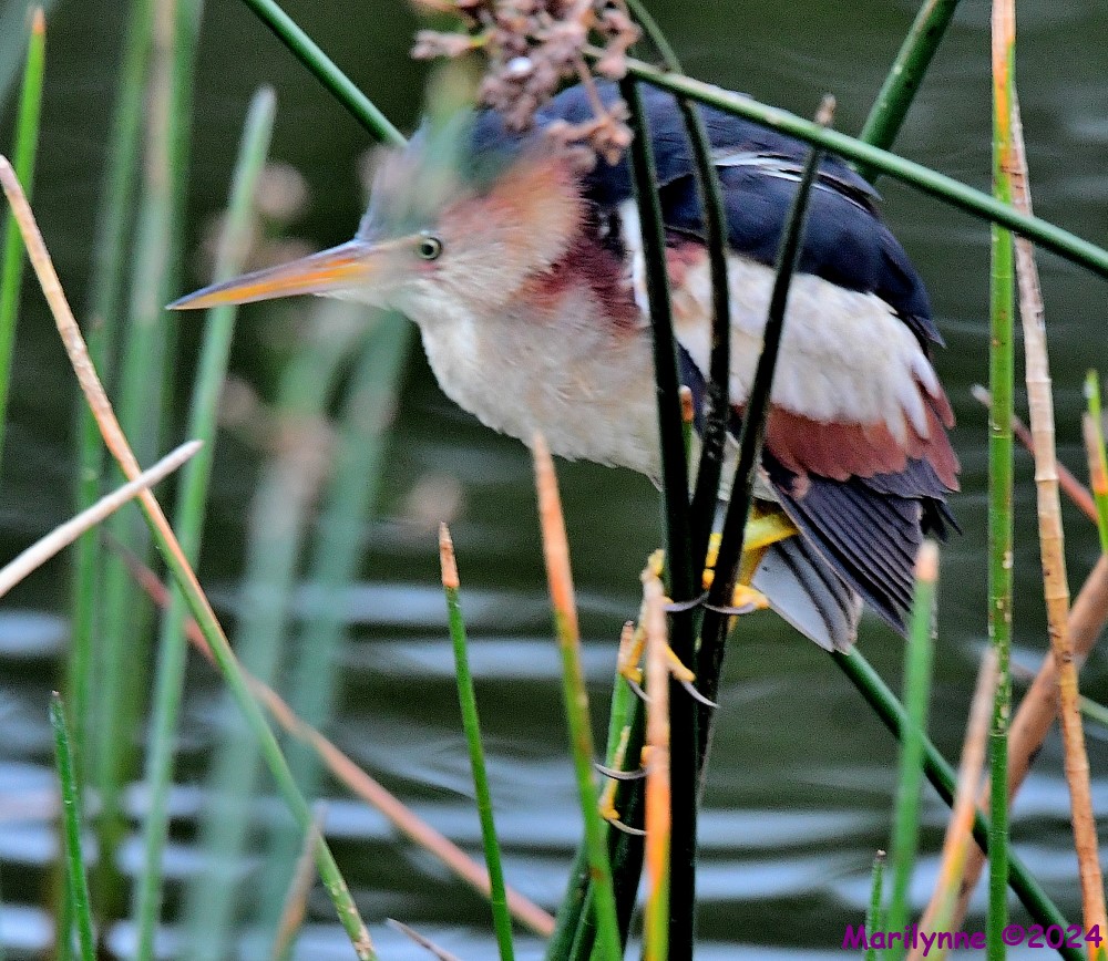 DSC_4231_001.JPG
