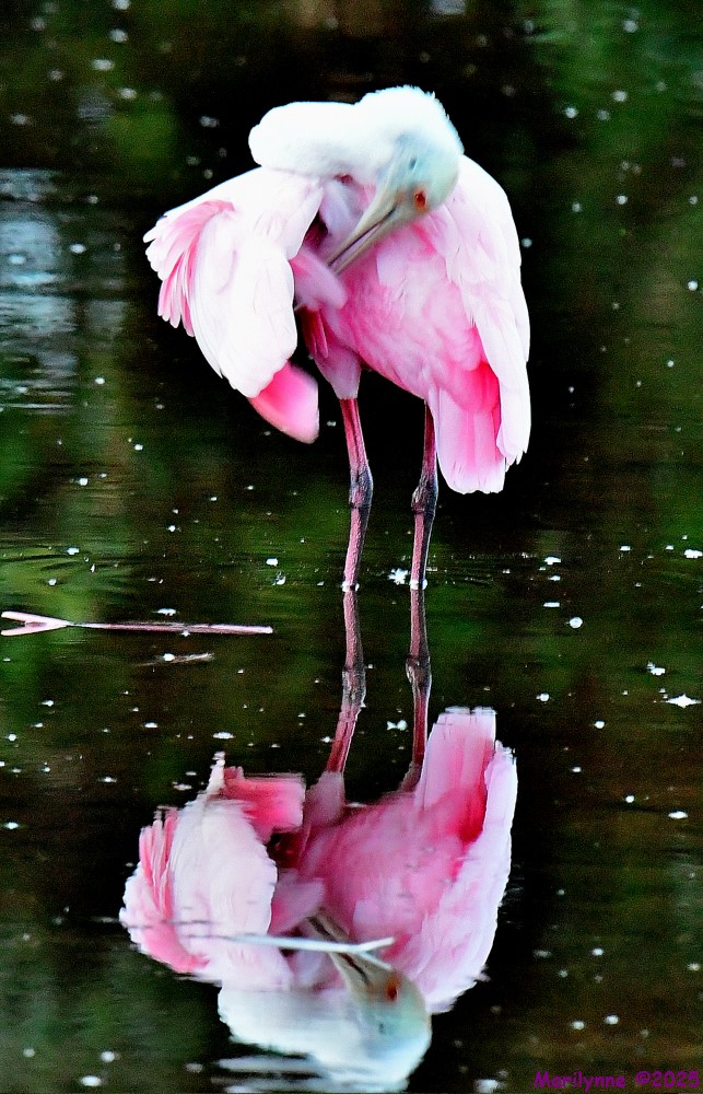 DSC_4232_001.JPG