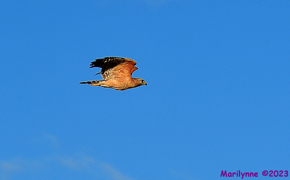 DSC_4233_001.JPG