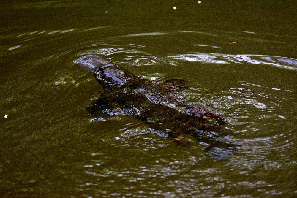 DSC_4234.jpg