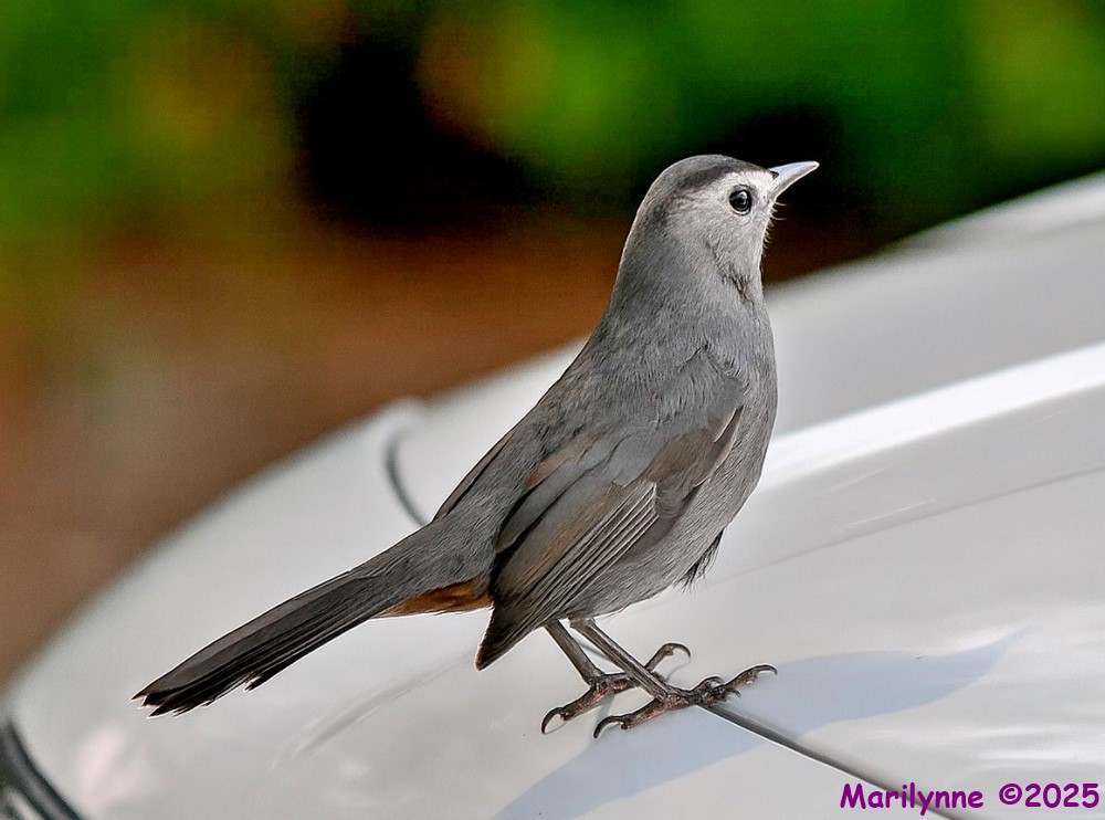 DSC_4235 copy_001.JPG