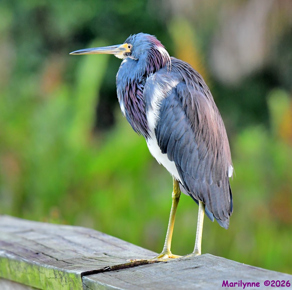 DSC_4236_001.JPG