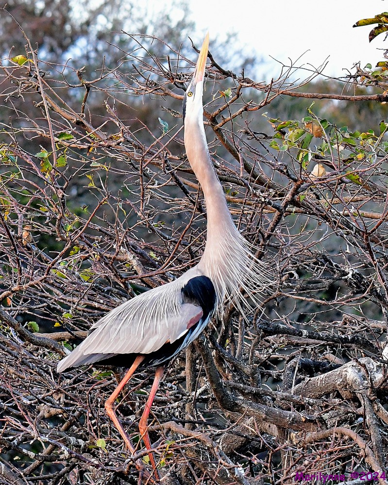 DSC_4237_001.JPG