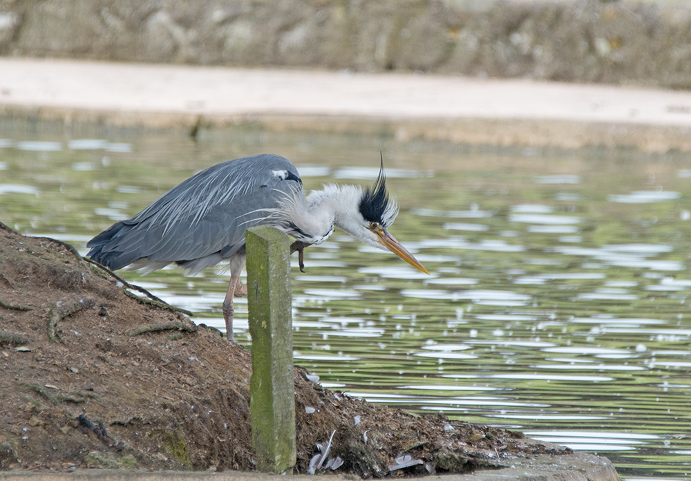 DSC_4238.jpg