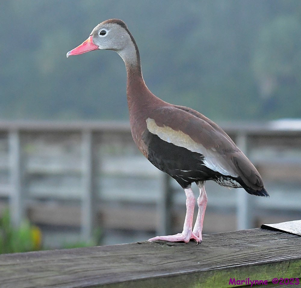 DSC_4238_001.JPG