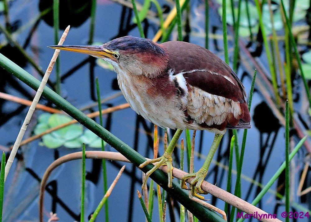 DSC_4239_001.JPG