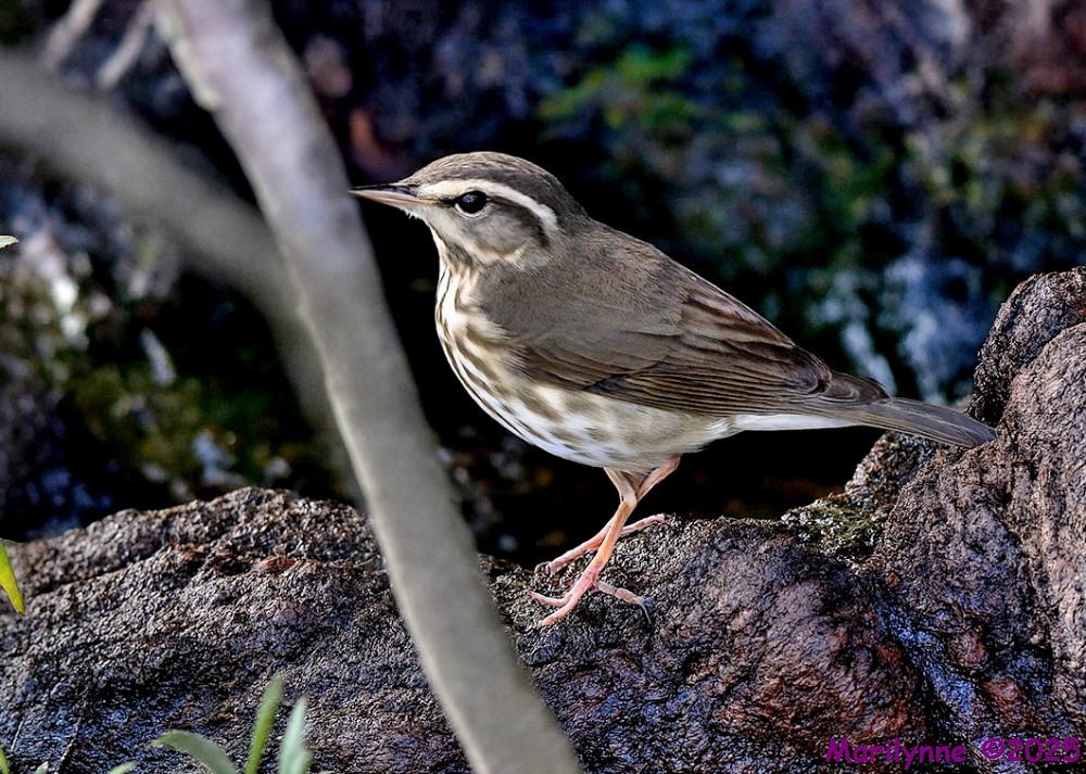 DSC_4240 copy_001.JPG