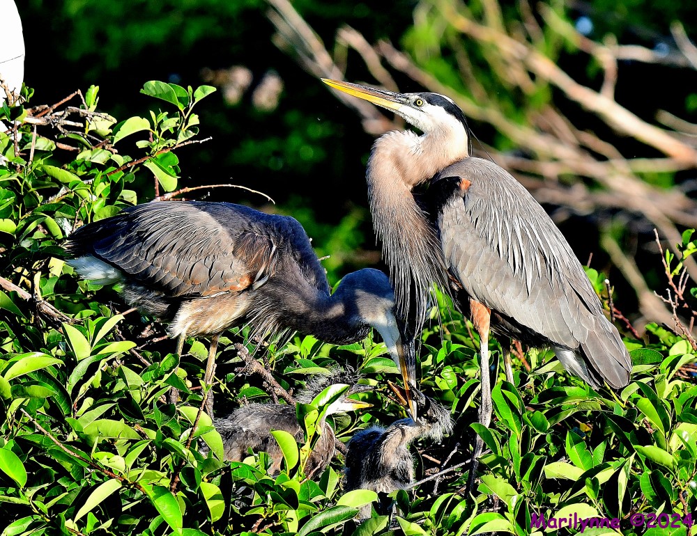 DSC_4240_001.JPG